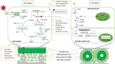 The era of cultivating smart rice with high light efficiency and heat tolerance has come of age